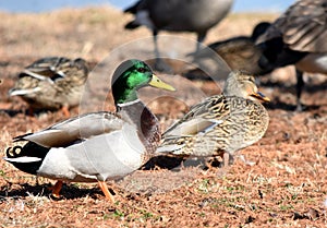 Mallard Duck mated pair feeding with other ducks and geese