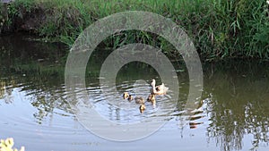 Mallard duck mother and baby ducklings swimming on river by riverbank
