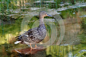 Mallard Duck in natural environment.