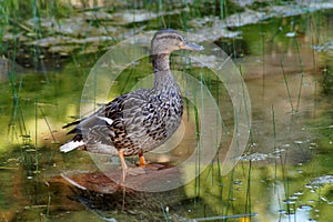 Mallard Duck in natural environment.