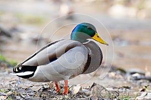 Mallard duck in natural habitats. Anas platyrhynchos. Male