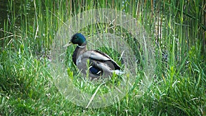 Mallard duck in the nature