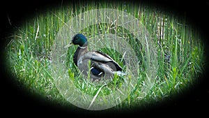 Mallard duck in the nature