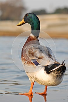 Mallard duck near an artificial pond