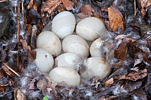 Mallard Duck Nest