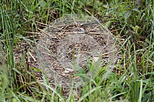 Mallard duck nest eggs plundered by raccoon predator, Georgia USA