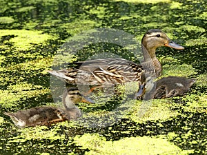 Mallard duck with offspring
