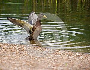 Mallard duck with open wings on a pond near the shore