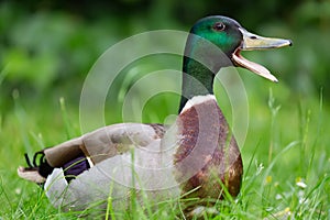 Mallard duck with opened nib close up on green grass