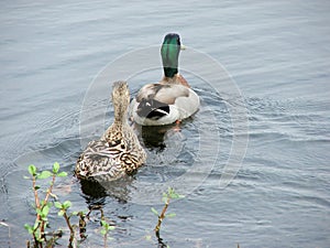 Mallard Duck Pair