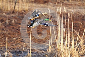 Mallard Duck Pair Taking Flight