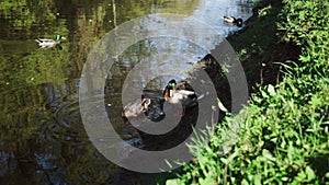 Mallard or duck in the park with chicks. Animal family. wildlife birds