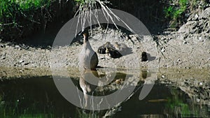 Mallard or duck in the park guarding its chicks. Animal family. wildlife birds