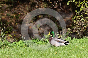 Mallard duck in the park in Menden Sauerland photo