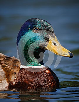 Mallard duck peacefully floats in a picturesque lake, basking in the sunshine of a perfect day