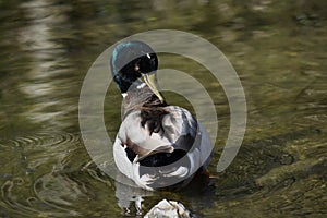 Mallard Duck in a pond