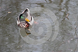 Mallard Duck In A Pond