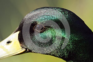 Mallard duck portrait