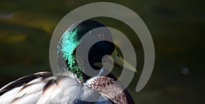 Mallard duck portrait on the pond