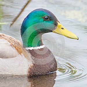 Mallard duck portrait taken on the Minnesota River in the Minnesota River National Wildlife Refuge