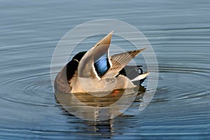 A Mallard duck preening his feathers