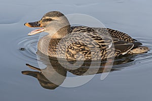 A mallard duck quacking