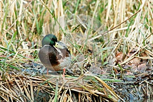 Mallard duck quacking