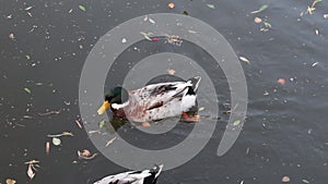 mallard duck quacking-Duck swimming in the lake-Closeup of waterfowl ducks birds swimming in pond lake,