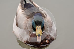 A mallard duck quacking while it floats in a lake