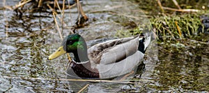 Mallard Duck in Reeds