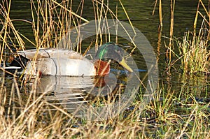 Mallard duck in reeds