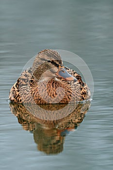 Mallard duck with reflection on the water surface.