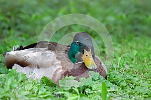 A Mallard Duck at Rest in Ground Ivy
