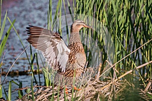 Mallard duck resting in log near river