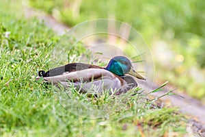 Mallard duck resting near river in grass