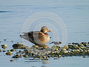 Mallard duck resting on rocks with blue water in the background
