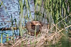 Mallard duck at the river side
