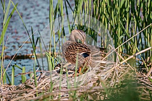 Mallard duck at the river side