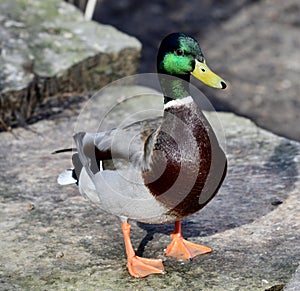 A Mallard Duck on the Rocks