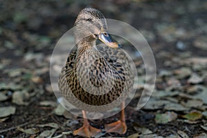 Mallard duck, San Antonio Botanical Garden