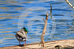 Mallard duck seeimingly asleep