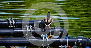 Mallard duck on a series of drainage pipes