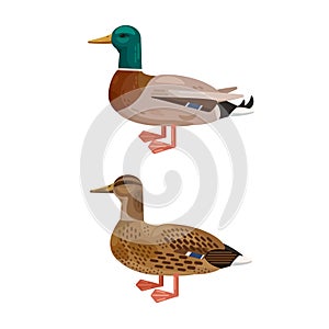 Mallard duck set. Male and female couple of Anas platyrhynchos birds isolated on white background