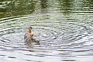 Mallard duck shacking its wings