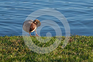 Mallard duck on the shore of the lake in the rays of the setting sun. the bird cleans the feathers with its beak, sharply bending