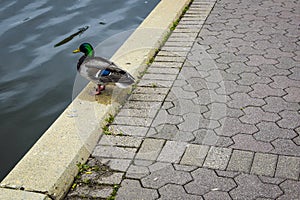 Mallard Duck Sitting on Brick Sidewalk