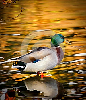 Mallard Duck Sitting By The Shade