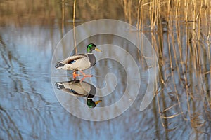 Mallard Duck