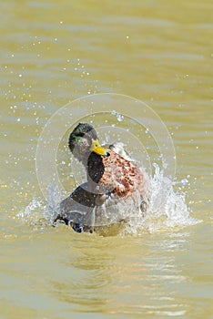 Mallard duck snorting photo