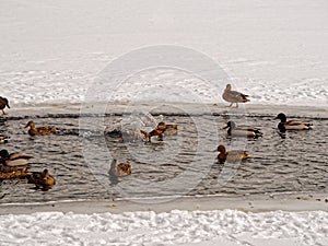 Mallard duck splashed down in the ice-hole in winter